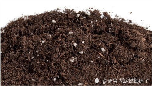 喜欢养花,先戒掉7个坏习惯,否则啥花也养不好,你占了几个