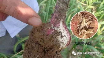 持效期长达120天 专治黑头蛆特效药 蛆丁 