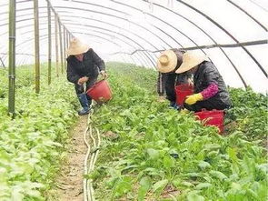 种菜的土能用多菌灵灭虫吗