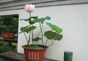 家里为什么不能养荷花,家里种荷花对风水好吗 寓意和谐 2 
