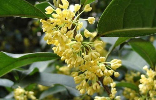 营养土可以移栽桂花吗