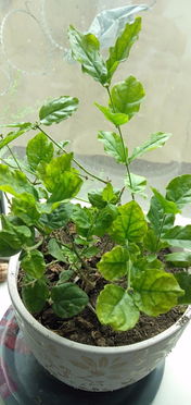 去年养的茉莉花,今年叶子有点发黄,开春加了点羊粪,是不是肥料施多了的原因 