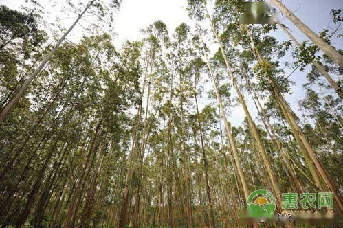 论述桉树速生丰产林栽培技术措施