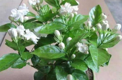 茉莉花用营养土和椰砖配比