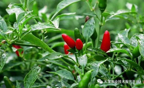 辣椒几天浇一次水