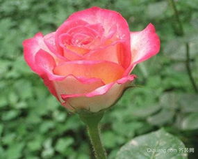 月季花要怎么养,多久浇一次水 