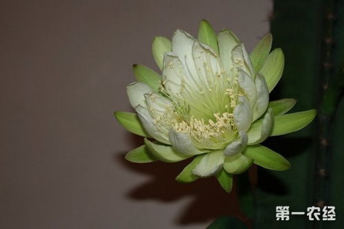 量天尺养护技巧和养殖注意事项