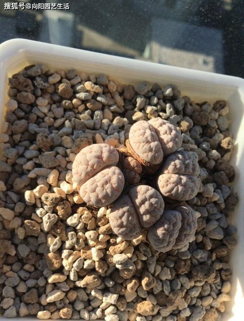 多肉可以用营养土直接种植吗