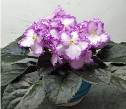 4种花 很好养,栽土里就活,给点阳光就灿烂,花开满盆 吊兰 