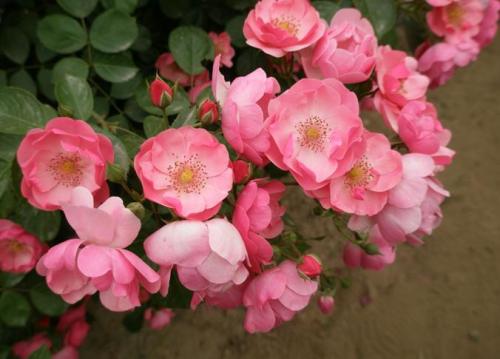 月季花多久浇一次水 