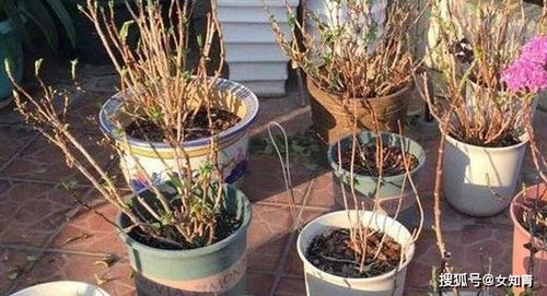 家里种花多了运气特别差