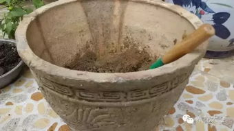 这样养花,1分钱都不花,服了 