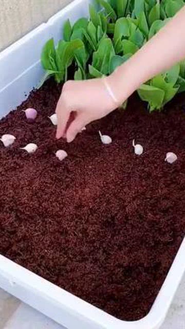 种花营养土好还是椰砖好