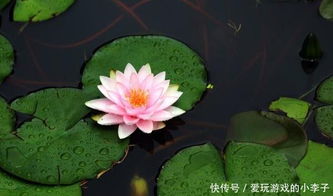 睡莲的种植方法,按照如下步骤进行操作就可栽种出健康的睡莲 