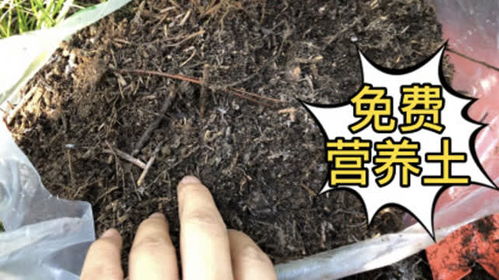 营养土能使用多长时间