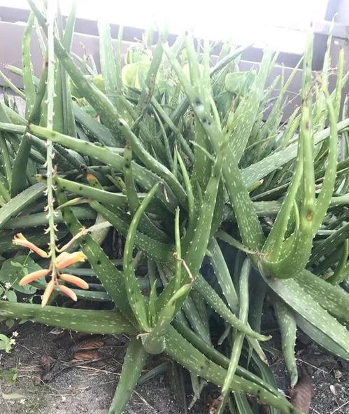 4种花太能生,2年冒了20个芽,敲破盆才能拿得出,赚大了 芦荟 