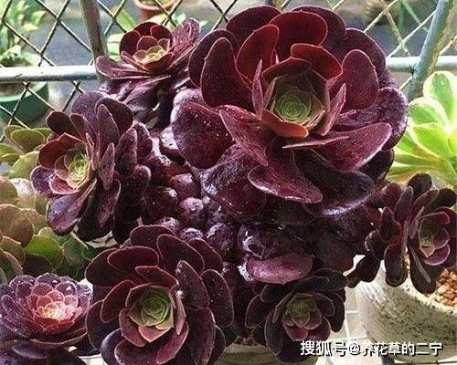 法师多肉脱土上盆多久浇水