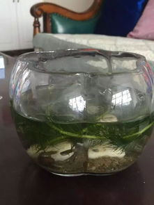 生态瓶里用粗沙好还是细沙好