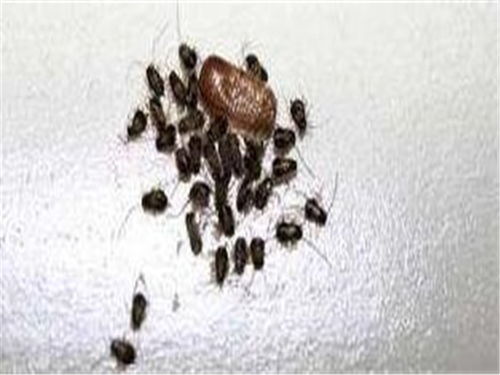 除臭虫简单的方法 物理除臭虫方法