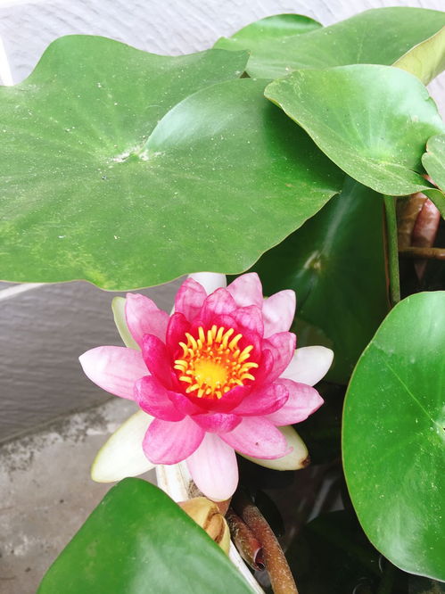 家里养碗莲的寓意和风水