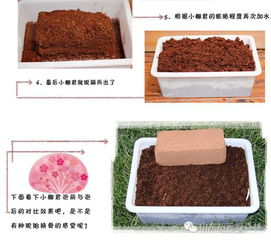 椰砖土有什么好处