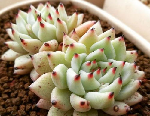 粗河沙扦插多肉植物可以吗