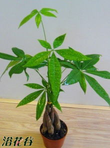 发财树的养殖方法 