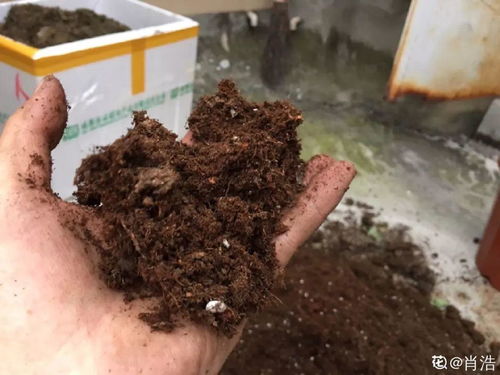 路边捡点它,开水里一烫捂2周,比淘米水肥效果还高