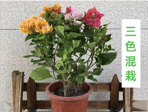 营养土的配制方法
