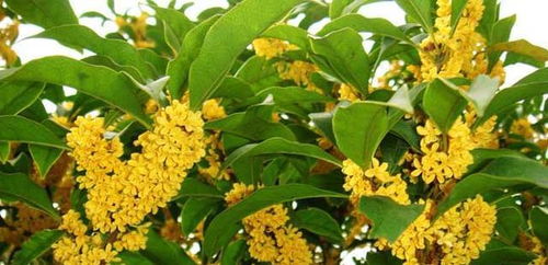 桂花能用营养土栽培吗