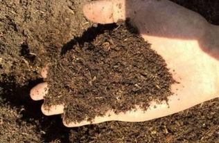 家庭养花 1分钟自制酸性土,茶花茉莉栀子有了它立马蹭蹭长,年年花开不断