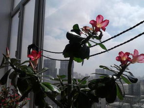 空花盆为什么不能在家放风水