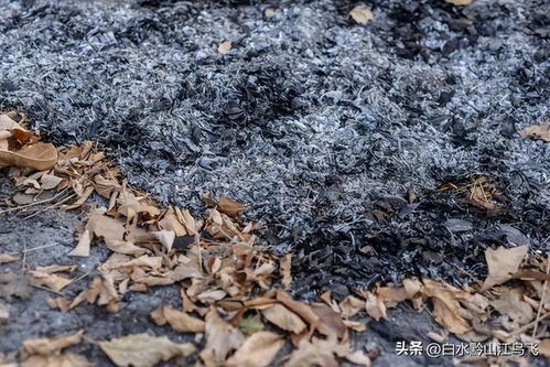 什么花可以用草木灰