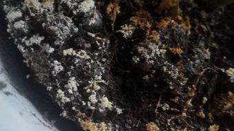 花盆土壤白色的是什么 影响植物生长吗 我该怎么做 