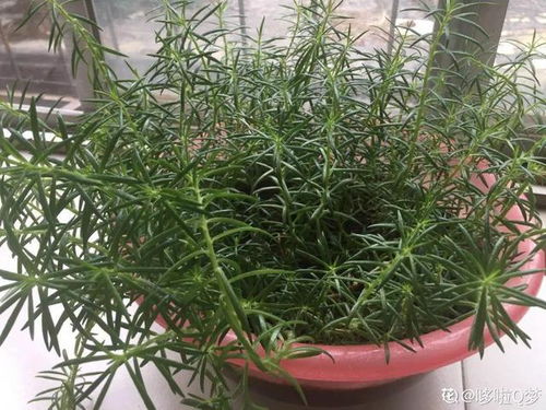 9种花特怕冷,低温浇水容易冻死,夜晚套袋子保暖