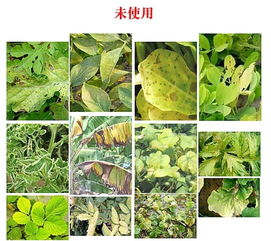 植物生长调节剂农药 黄叶死苗 一喷绿 黄叶变绿小叶变大生根壮苗保花保果 叶面肥价格2.5元 袋 30袋起批 惠农网 