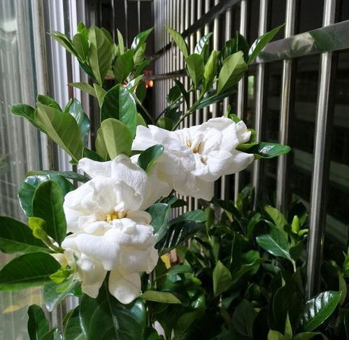 栀子花用营养土好吗