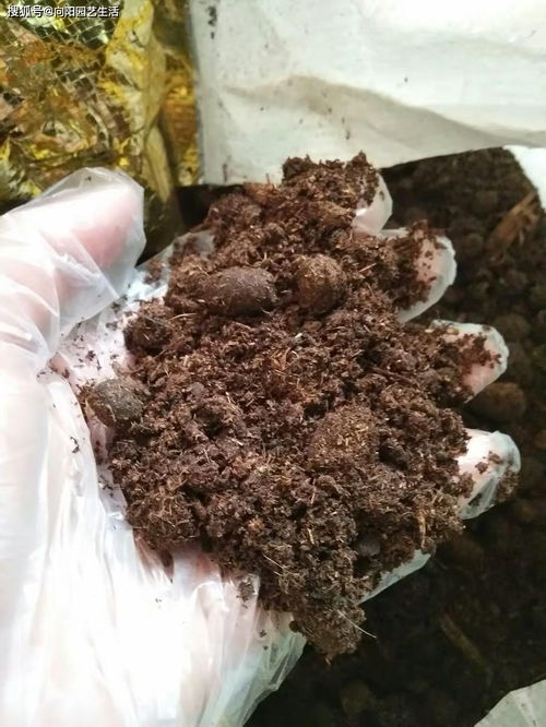 鸡粪,牛粪,羊粪,哪种肥料好用 养花用鸡粪,种菜用牛粪 植物 