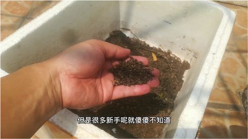买的营养土要晒太阳吗