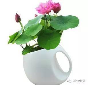一个碗一盆水,种 碗莲 漂亮又好养,为什么不告诉我 
