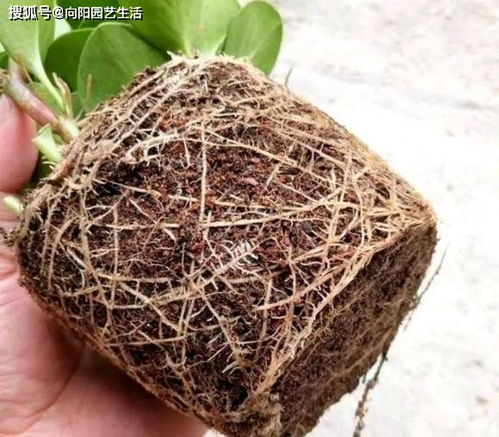 泥炭土干透了怎么办