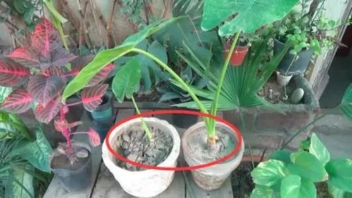 5种人,不适合养花,买了花也活不长久,白花钱 花卉 