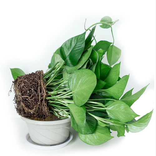 植畔绿萝盆栽植物吊兰花卉批发多肉花土营养土通用君子兰花专用土