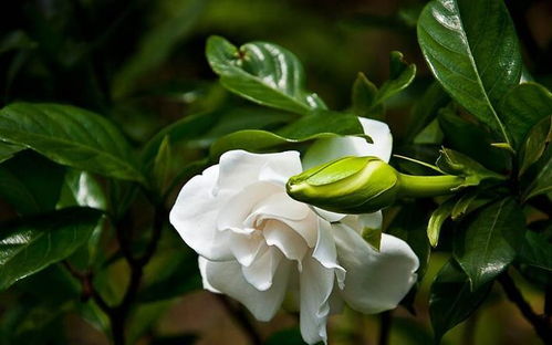 栀子花换盆后多久可以浇水