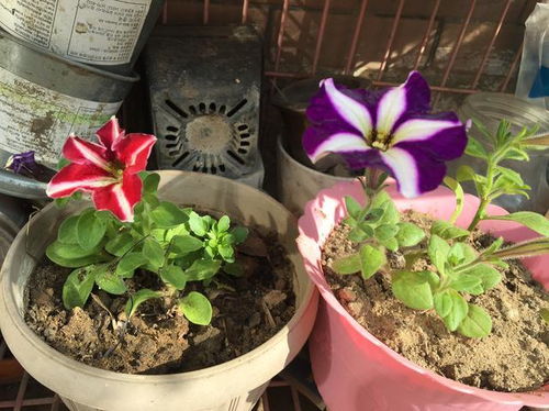 致癌花卉第一名适合室内养的花