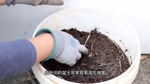 如何把旧土变成有机肥土 手把手教你3种简单安全的土壤消毒方法 
