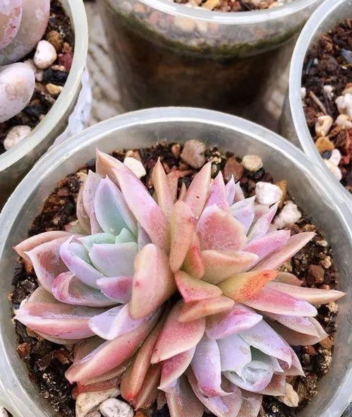 种植多肉泥炭土怎么打散