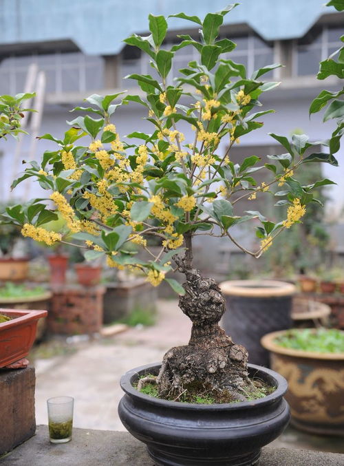 桂花树怎么养才长得好