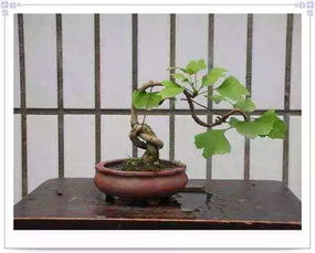 银杏树做盆景,扦插繁殖最简单,把握好这几点就足够 