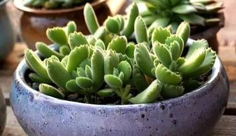给多肉植物铺面的好处 